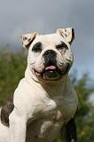 BOULEDOGUE AMERICAIN 294